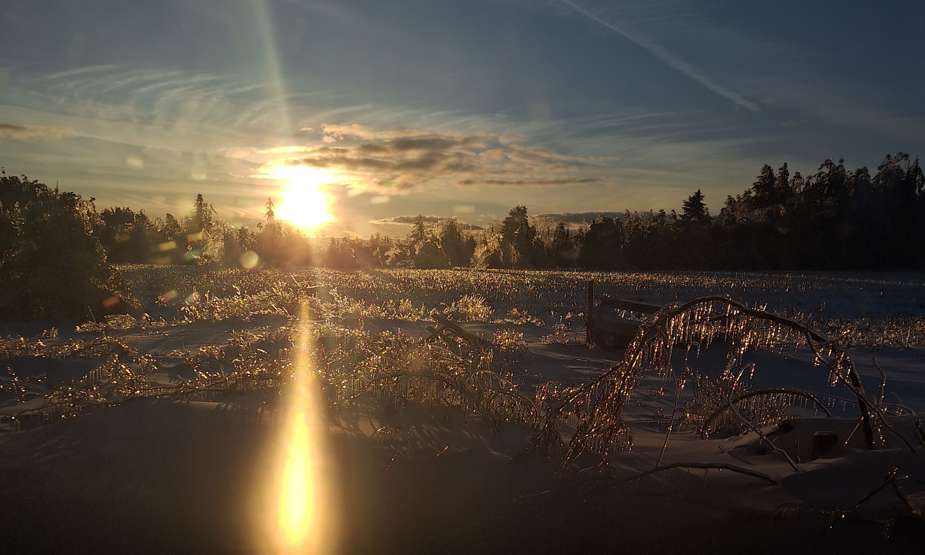 A low sunset shining over ice-covered trees and ground after a severe ice storm.
