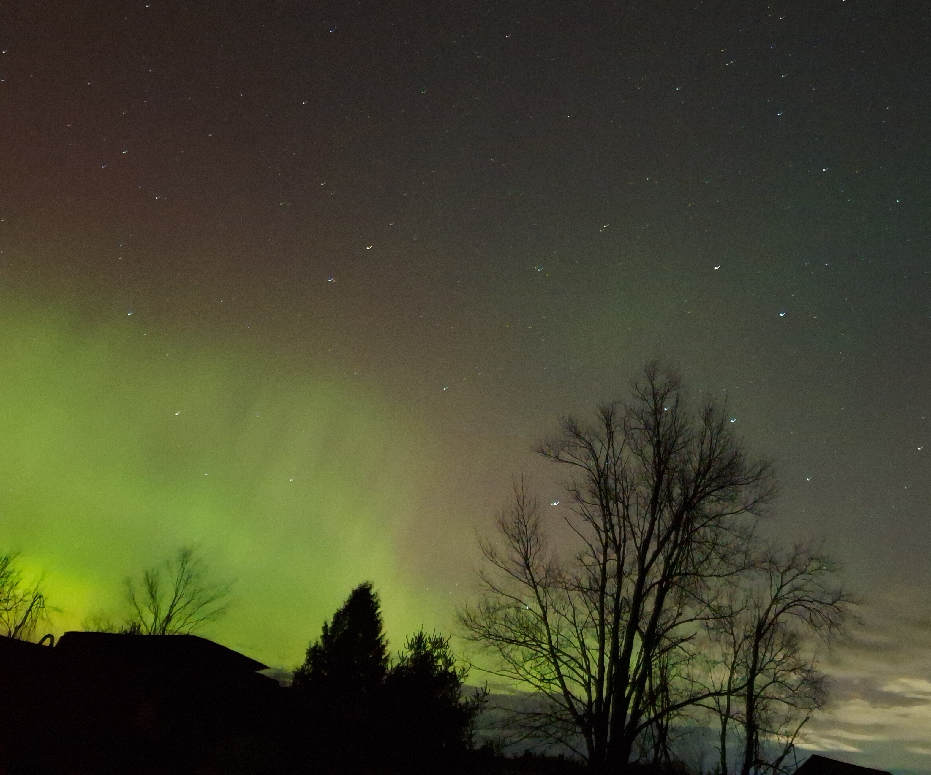 Northern lights and stars over silhouetted trees.