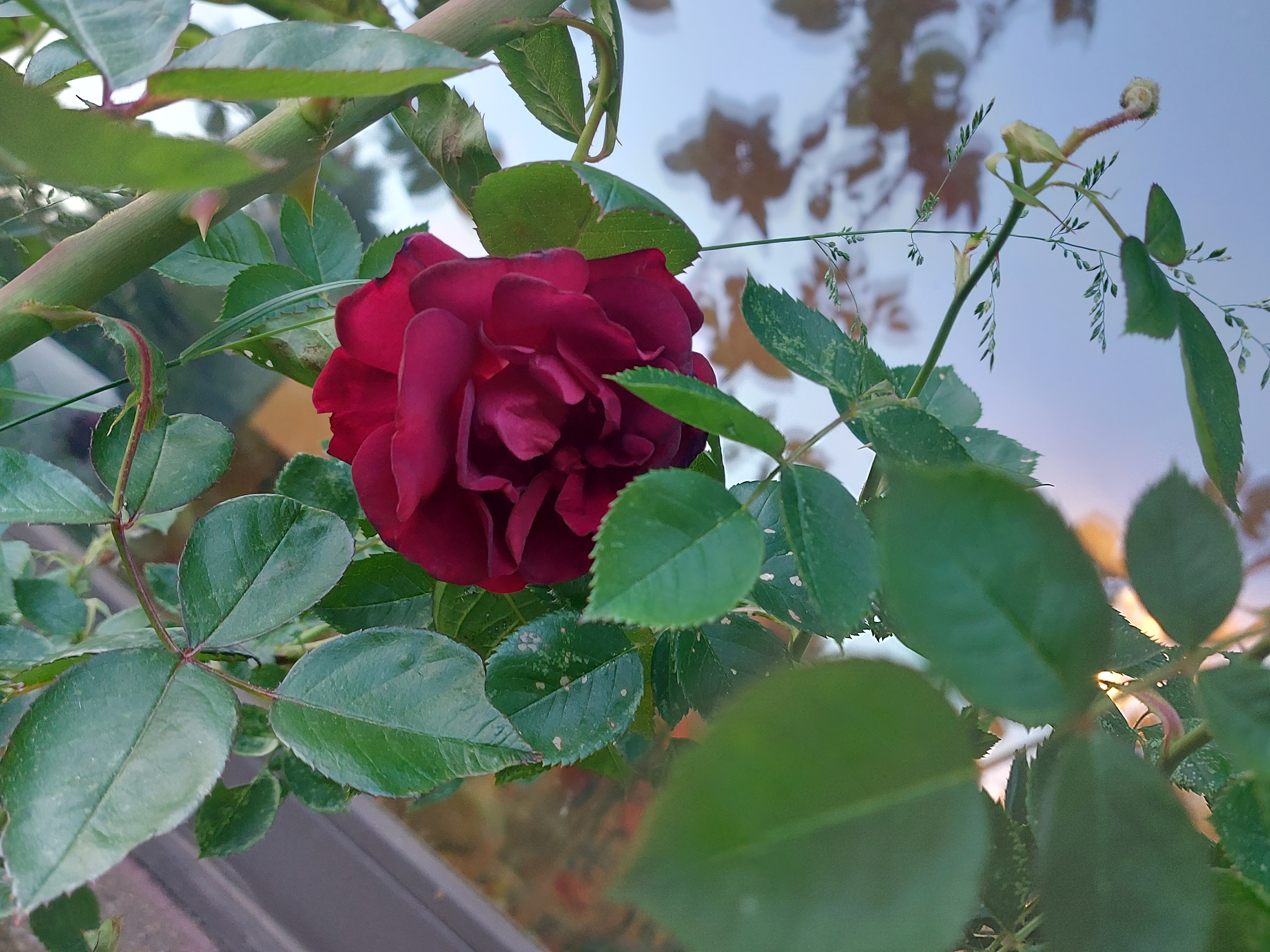 A red rose partly hidden among green leaves.