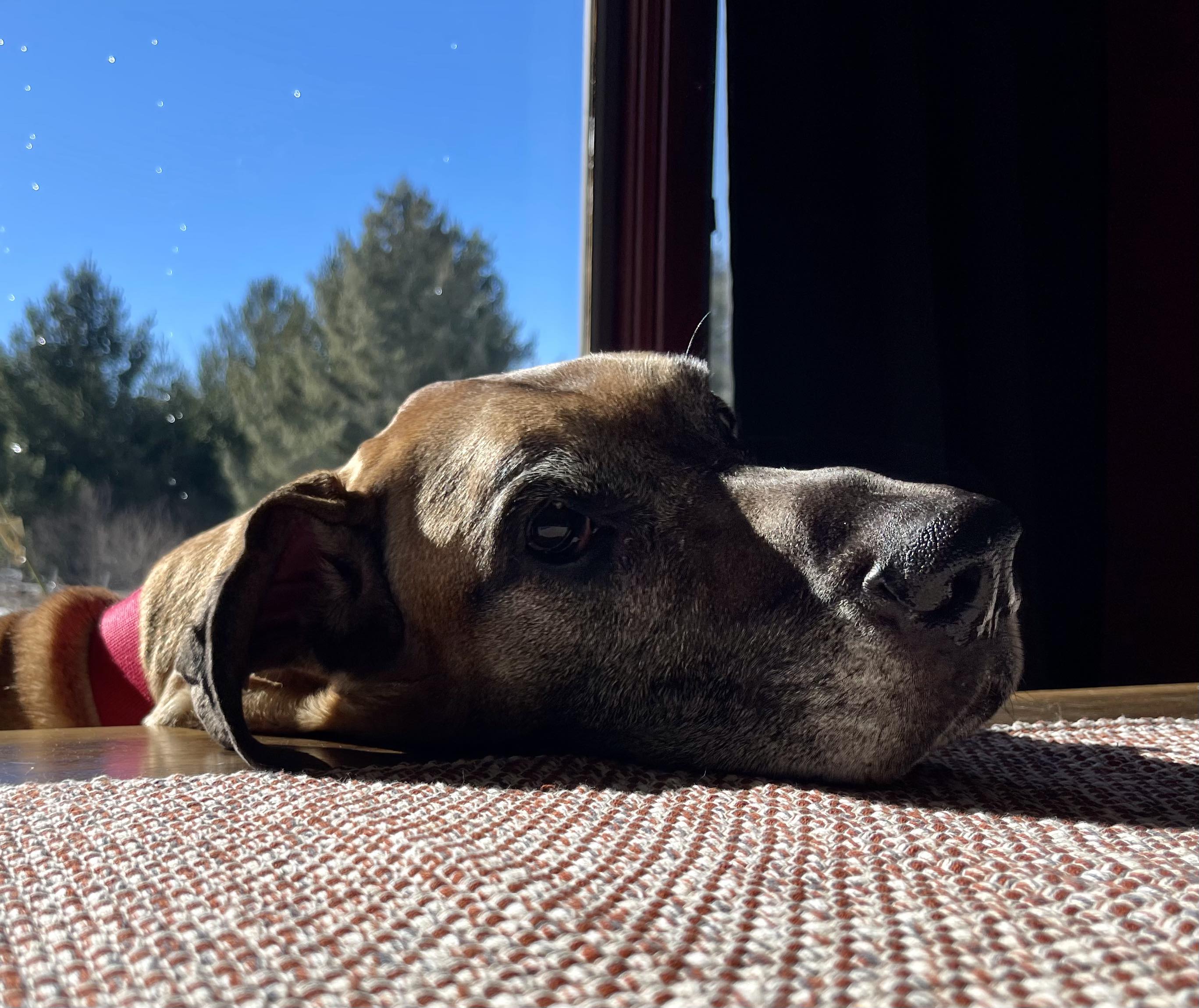 A dog resting near a bright window in strong side light.
